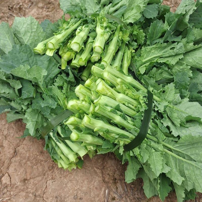 四川油菜苔一手货源，高品质，想盘的电话联系。