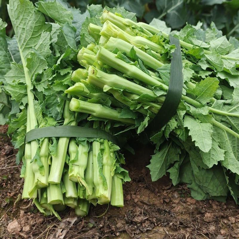 四川油菜苔一手货源，高品质，想盘的电话联系。