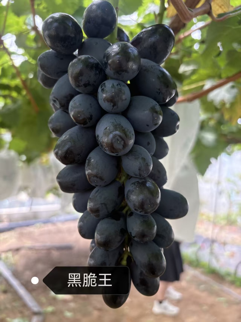 黑脆王葡萄苗，极早熟无核葡萄，自然无核，适应性广
