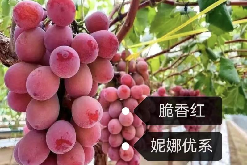 脆香红葡萄苗，妮娜优系，果肉高糖低酸，甜美多汁，脆嫩无渣