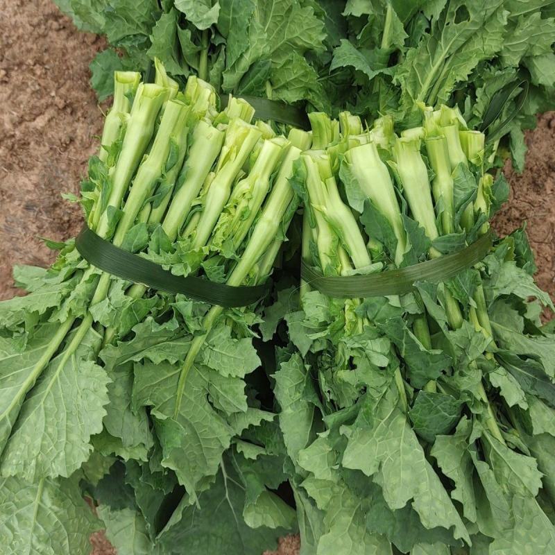 四川油菜苔一手货源，高品质，想盘的电话联系。