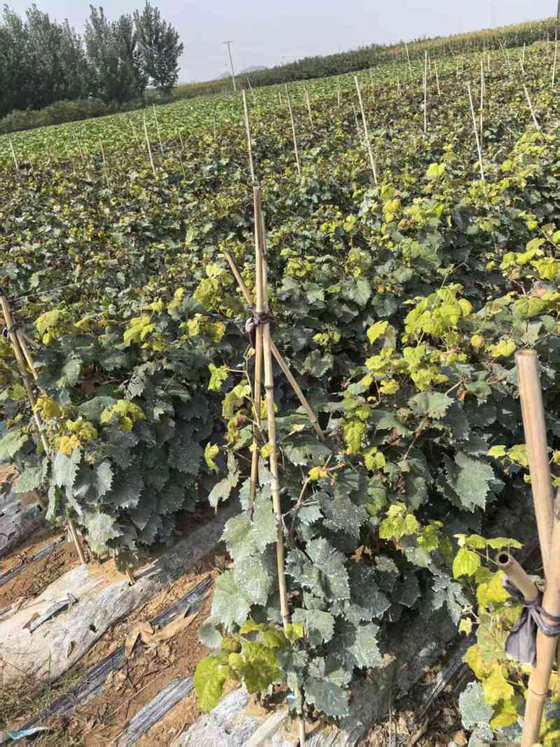 黑脆王葡萄苗，极早熟无核葡萄，自然无核，适应性广