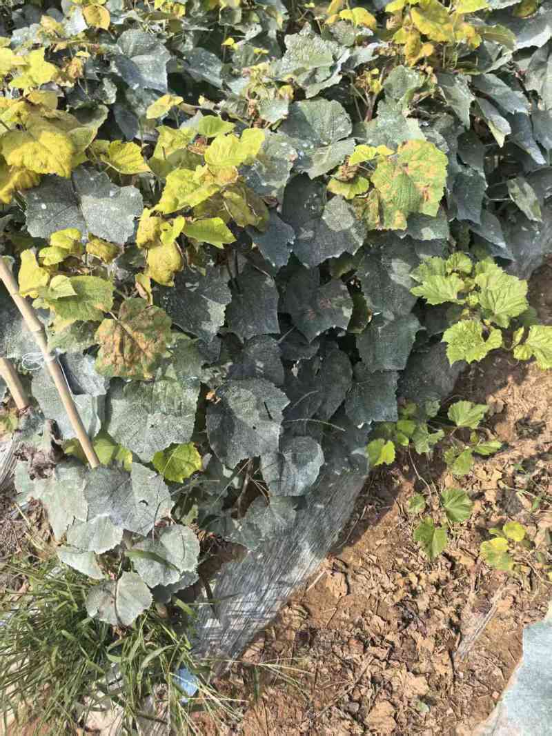 脆香红葡萄苗，妮娜优系，果肉高糖低酸，甜美多汁，脆嫩无渣