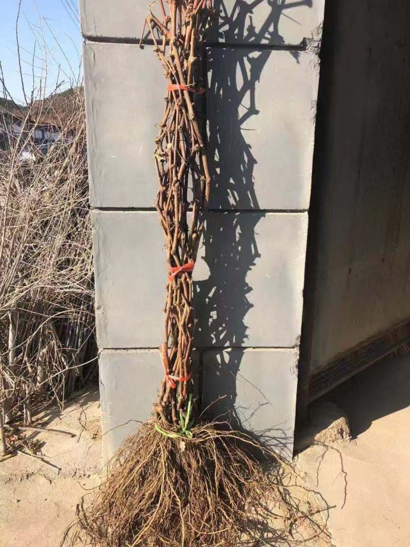 兰博基尼葡萄苗，长势旺，果肉脆硬，自然无核，果穗大