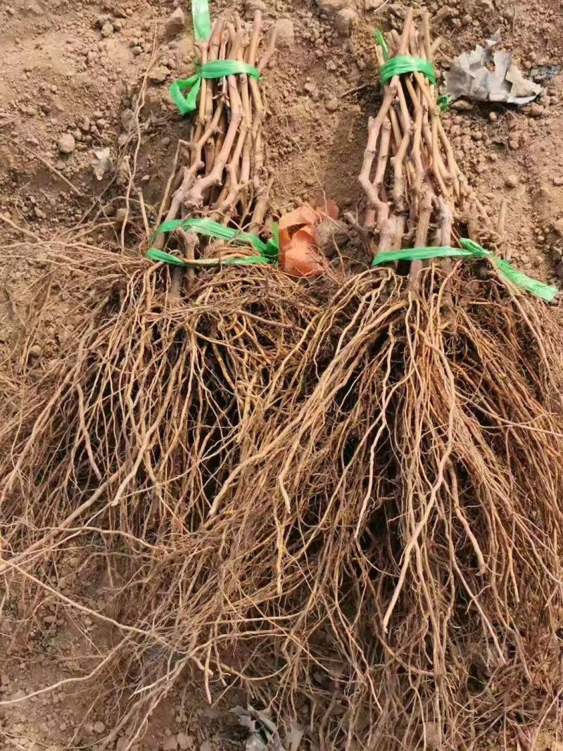 兰博基尼葡萄苗，长势旺，果肉脆硬，自然无核，果穗大