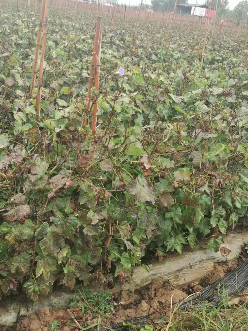 高效早熟葡萄，寒香蜜，树势强，结果率高，天然无核