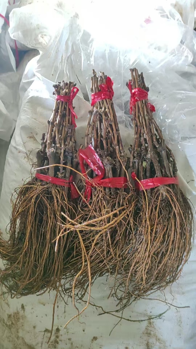高效早熟葡萄，寒香蜜，树势强，结果率高，天然无核