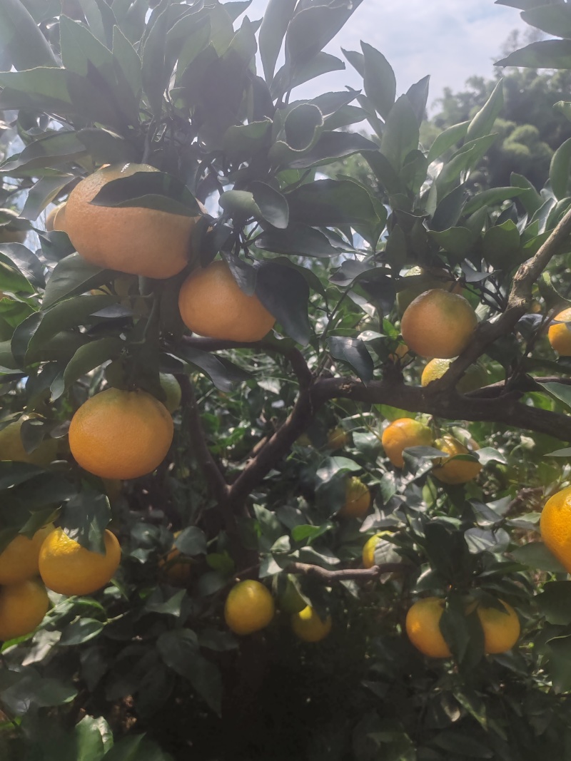【接受预定】蜜橘四川发货质量保证对接市场商超电商