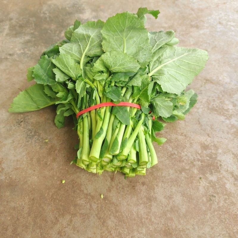 四川油菜苔，一手货源，有想法的联系，包吃皮。