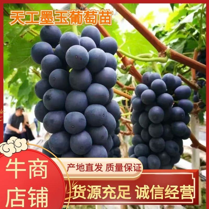 天工墨玉葡萄苗，特早新优葡萄品种，果肉硬脆，酸甜可口