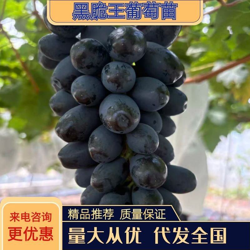 黑脆王葡萄苗，极早熟无核葡萄，自然无核，适应性广