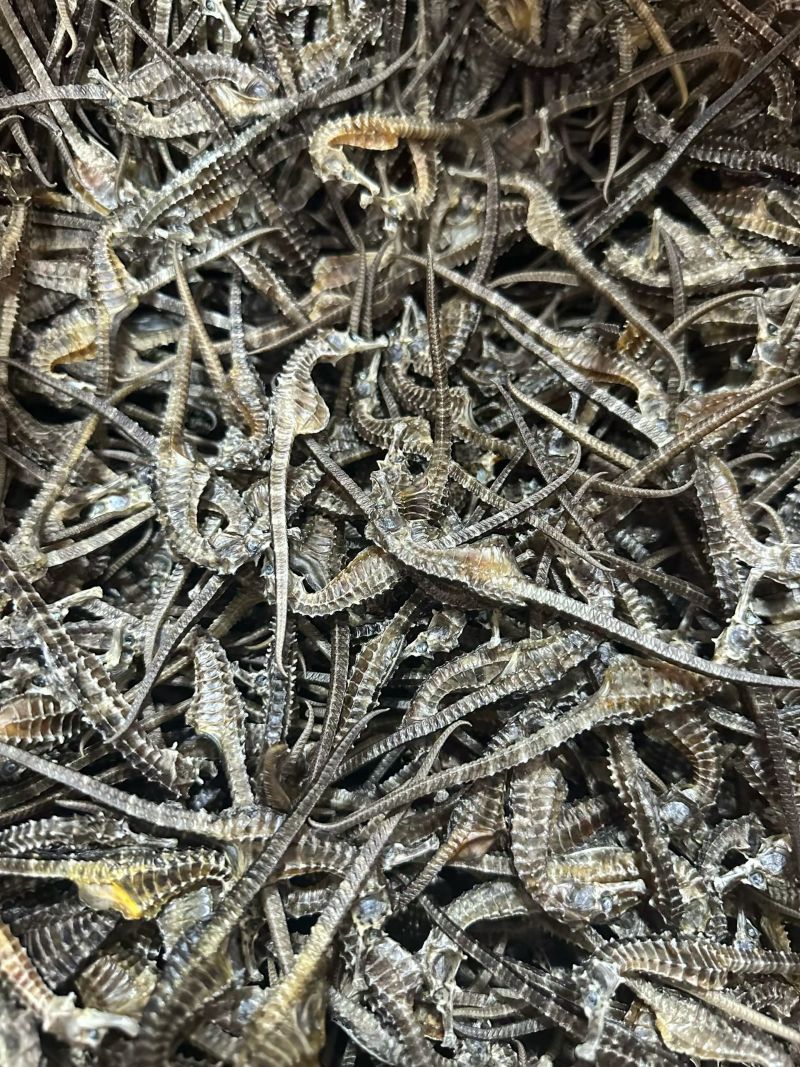 海龙正品六角海龙泡酒药用批发海龙量大从优