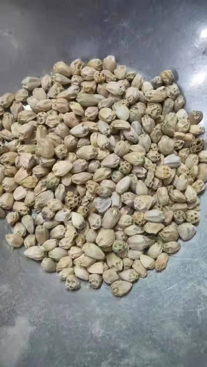 铁荸荠，藏品莲