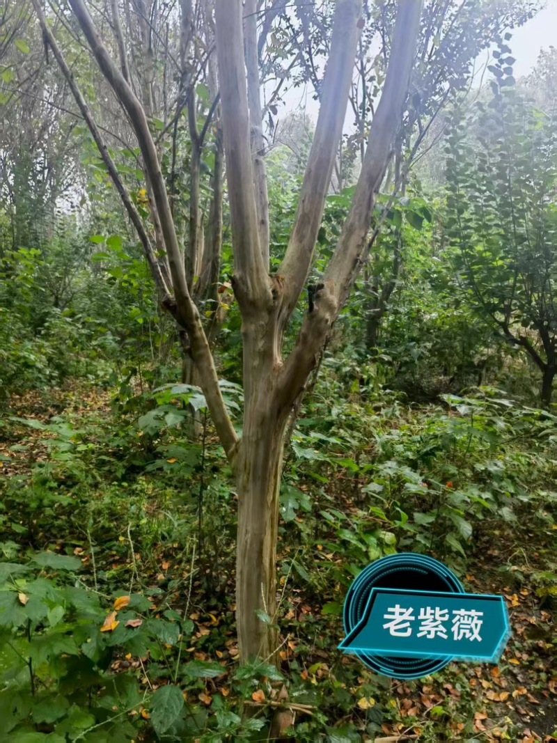 经典老紫薇，清园处理，高低分枝，十至十五公分！