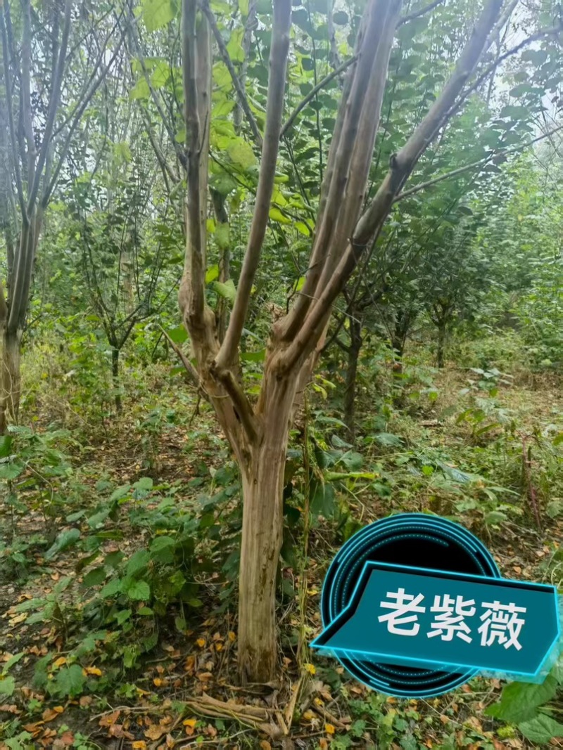 经典老紫薇，清园处理，高低分枝，十至十五公分！