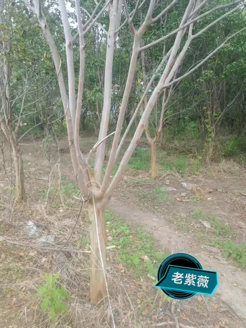 经典老紫薇，清园处理，高低分枝，十至十五公分！