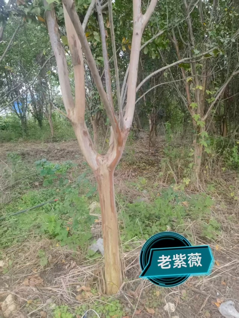 经典老紫薇，清园处理，高低分枝，十至十五公分！