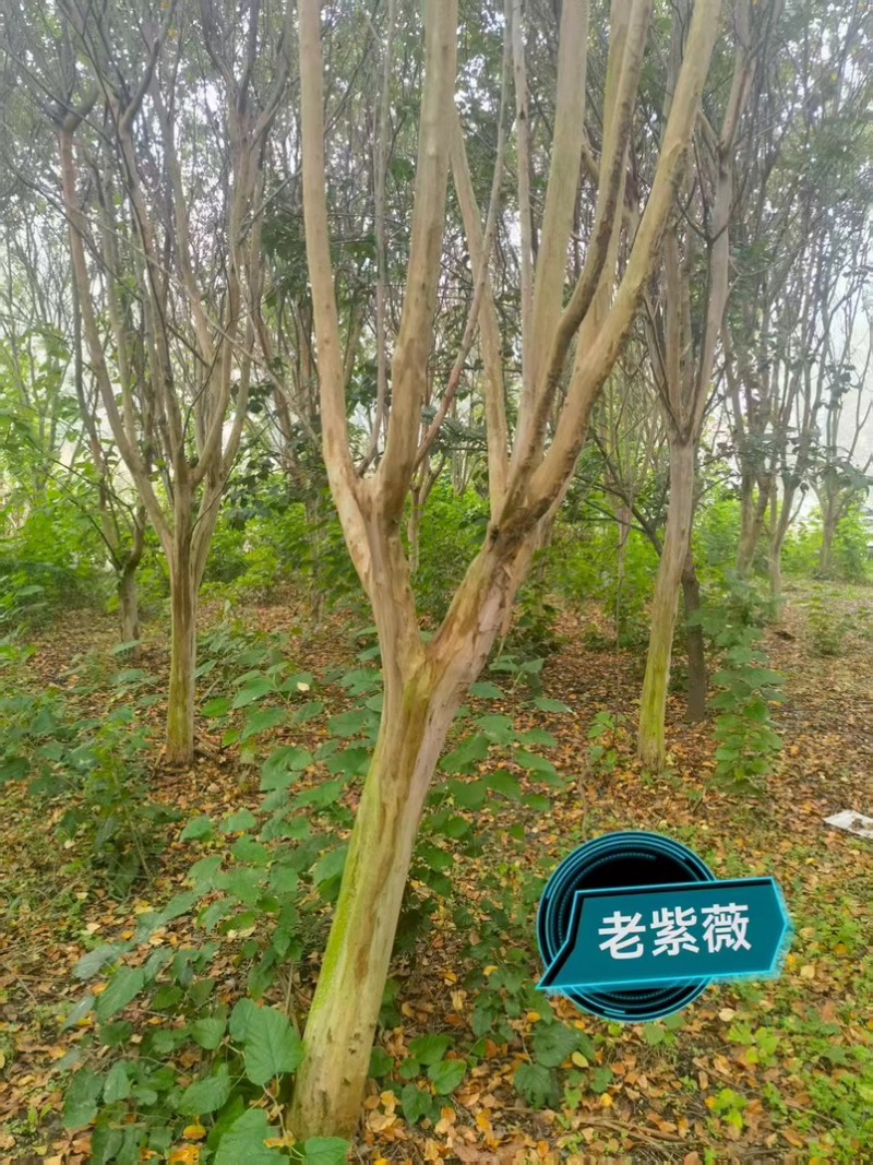 经典老紫薇，清园处理，高低分枝，十至十五公分！