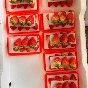 草莓蒙特瑞