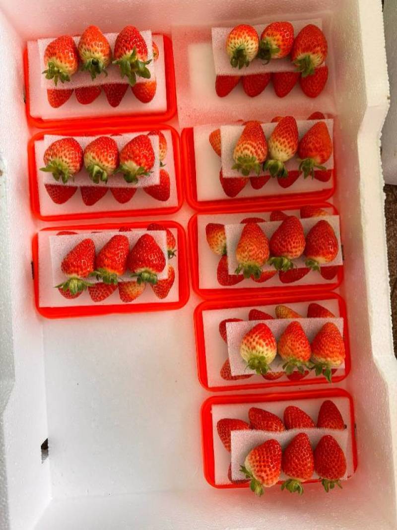 草莓蒙特瑞