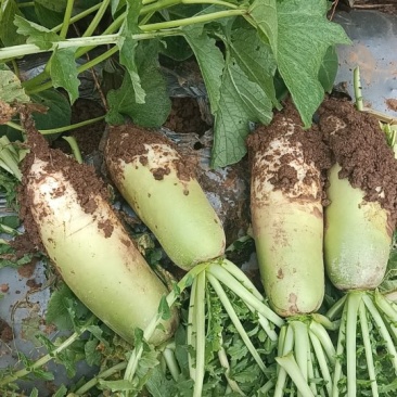 青萝卜量大