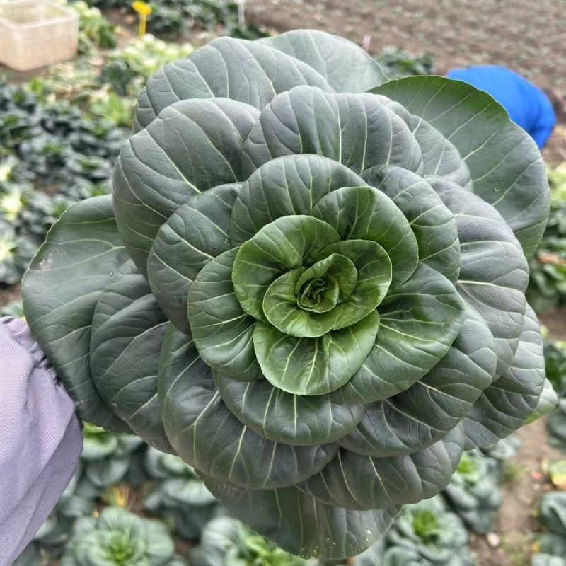 绿领苏冠552青梗菜种子矮脚塌地特矮青菜种子黑叶油菜