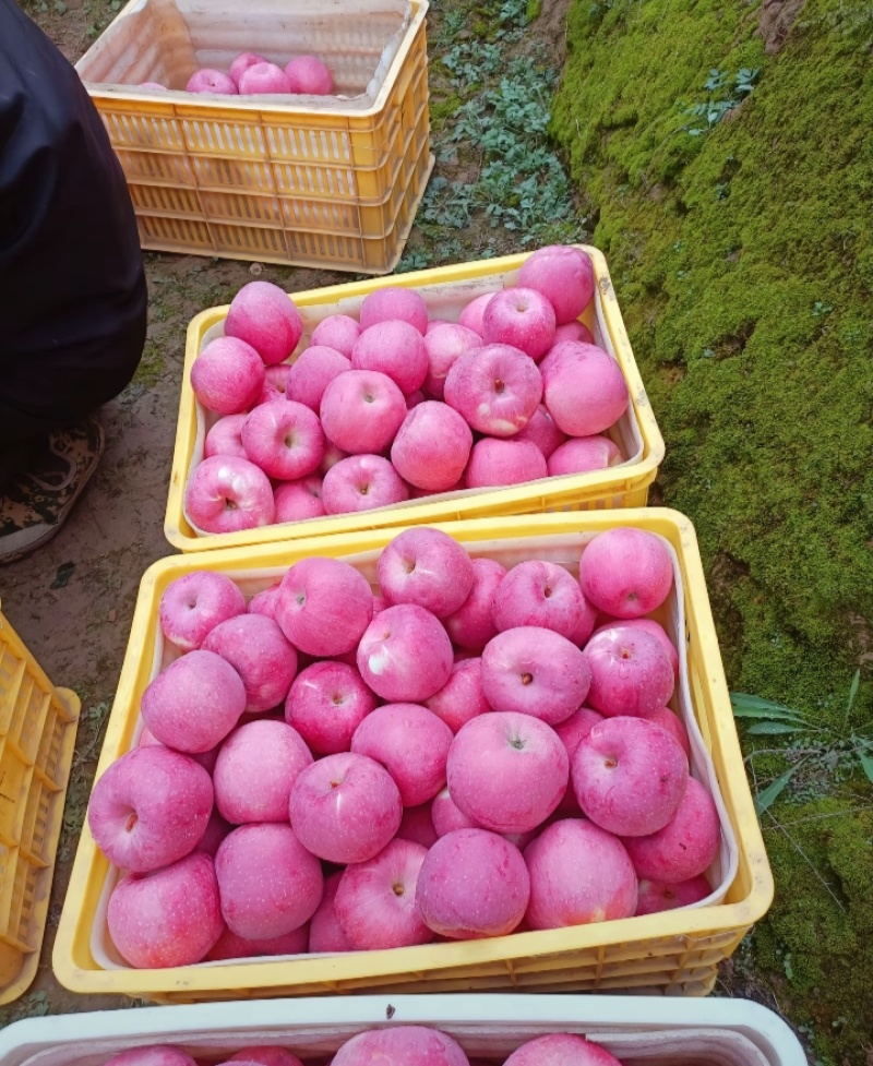 陕西洛川红富士苹果