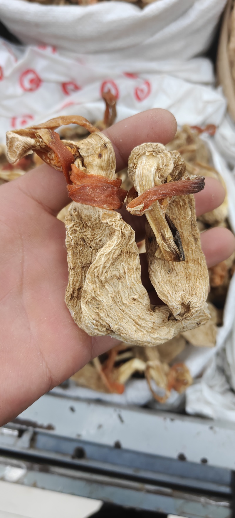 天麻选无硫天麻个子40支左右关书药业专注品质