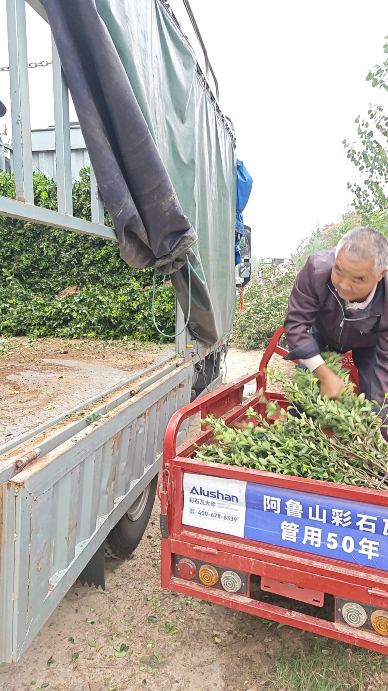 大叶黄杨