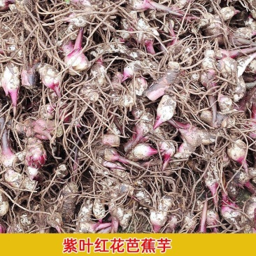 紫叶红花新鲜芭蕉芋当季蕉芋儿芭蕉芋头粗粮块茎旱藕蕉芋芽蕉