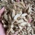 甘肃黄芪,新货黄芪片,瓜子片,无硫磺熏,品质好,口味浓