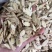 甘肃黄芪,新货黄芪片,瓜子片,无硫磺熏,品质好,口味浓