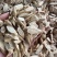 甘肃黄芪,新货黄芪片,瓜子片,无硫磺熏,品质好,口味浓