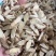 甘肃黄芪,新货黄芪片,瓜子片,无硫磺熏,品质好,口味浓