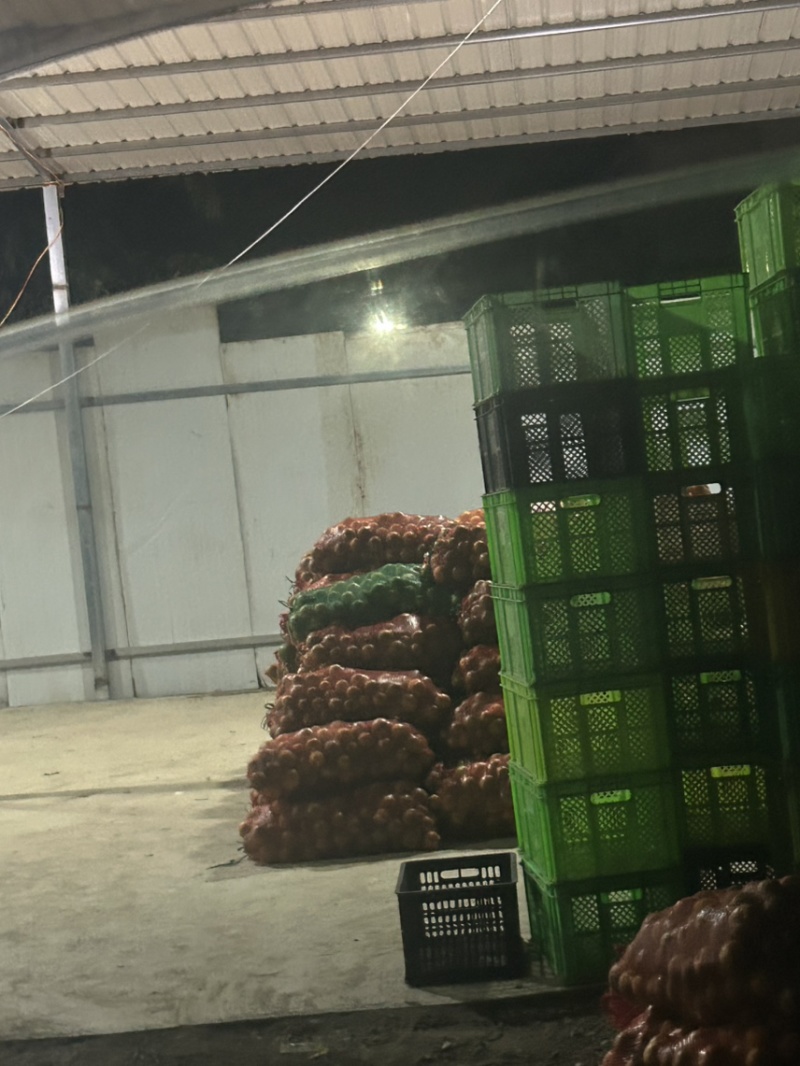 云南冰糖橙榨汁果。高糖果大