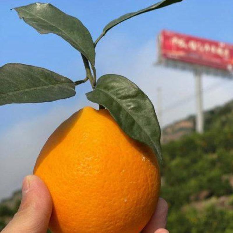 纽荷尔脐橙大量上市产地直发量大从优