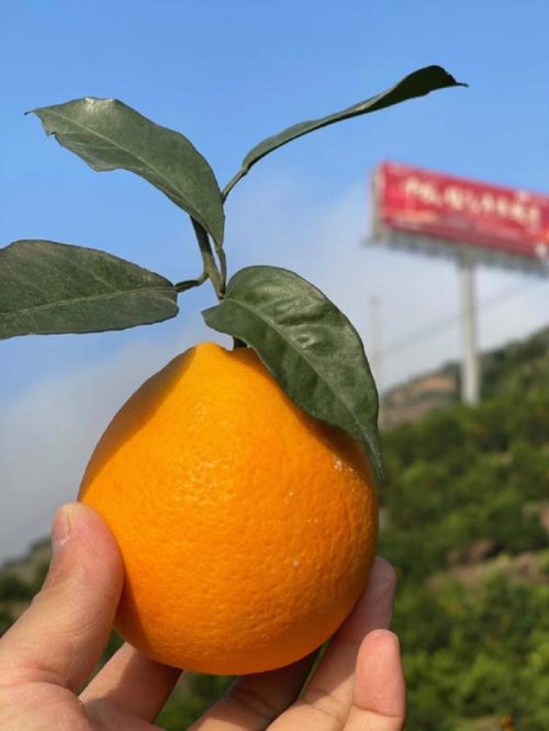 纽荷尔脐橙大量上市产地直发量大从优