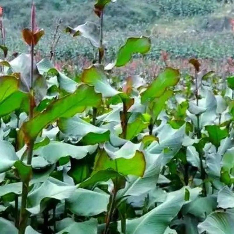 当季蕉芋儿芭蕉芋头粗粮块茎旱藕蕉芋粉
