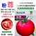 粉尊番茄种子硬粉大果西红柿种籽无限生长型抗病强春秋番茄种