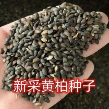 精选高产黄柏种子产量高成活率高可视频看货