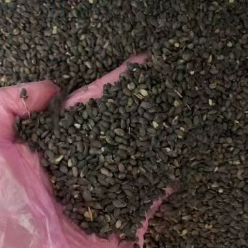 精选高产黄柏种子产量高成活率高可视频看货