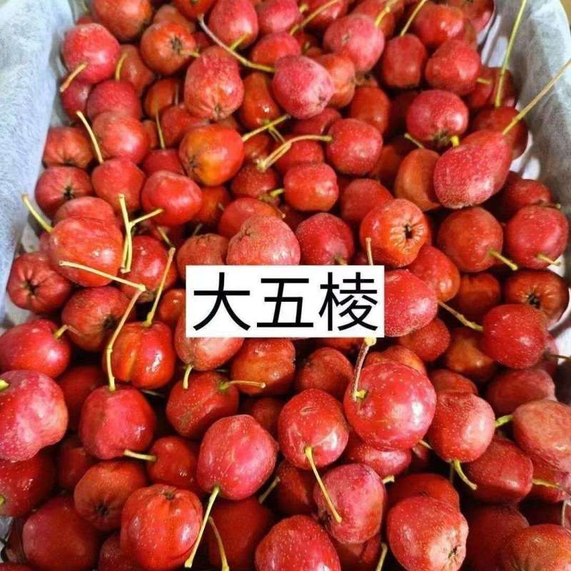 新泰甜山楂基地直供