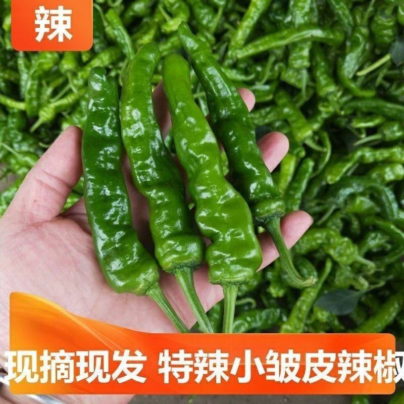 小皱皮辣椒，一手货源，价格便宜，可视频看货，诚信经营