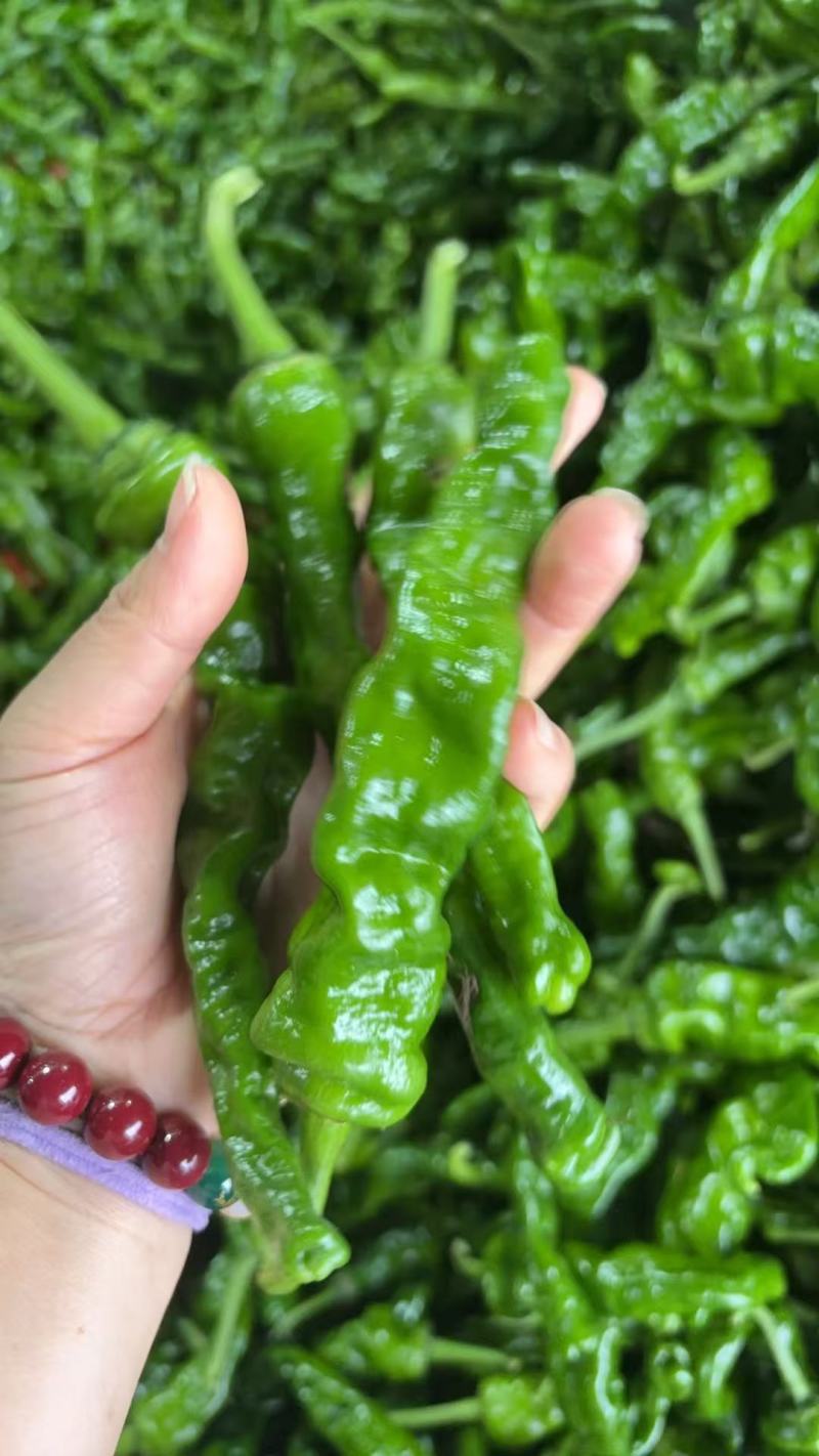 小皱皮辣椒，一手货源，价格便宜，可视频看货，诚信经营