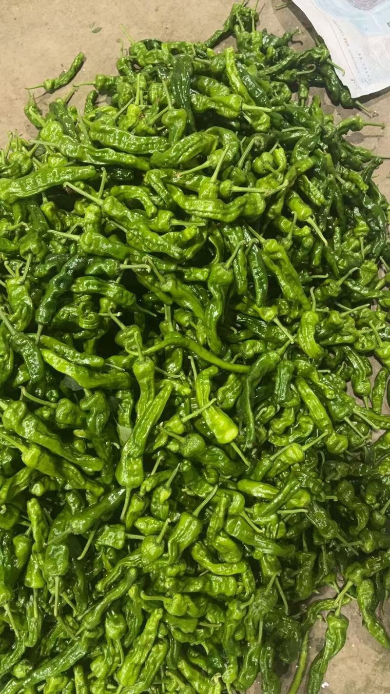 小皱皮辣椒，一手货源，价格便宜，可视频看货，诚信经营