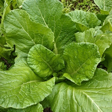 粉杆青