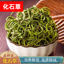 化石草精品小叶化石草小叶肾精茶各种规格大叶中叶
