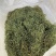 化石草精品小叶化石草小叶肾精茶各种规格大叶中叶