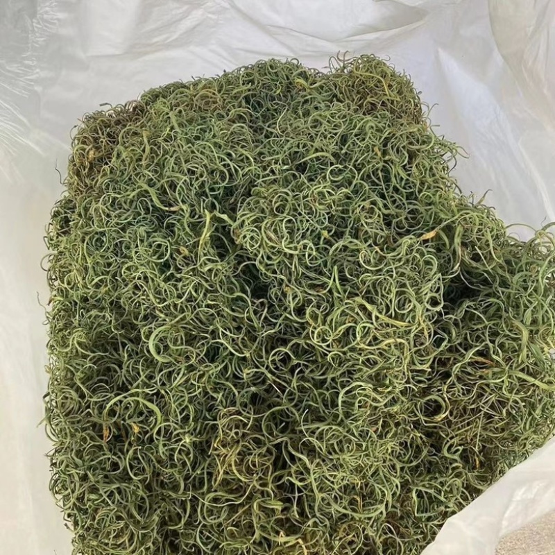 化石草精品小叶化石草小叶肾精茶各种规格大叶中叶