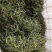 化石草精品小叶化石草小叶肾精茶各种规格大叶中叶